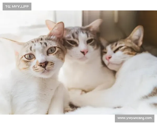 猫与鼠的奇异友谊:跨越天性界限的深厚情感与互助力量 猫与鼠的奇异友谊:跨越天性界限的深厚情感与互助力量